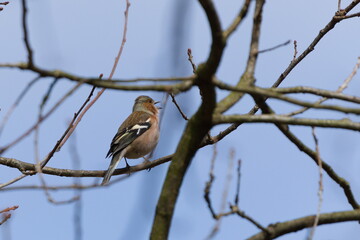 Fringilla coelebs aka Common Chaffinch perched on the tree branch. Common bird in Czech republic. Nature of Czech republic.
