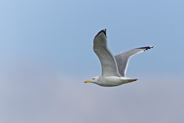 Larus cachinnans aka Caspian Gull is flying above the pond. White bird Isolated on blue sky background. Nature of Czech republic.