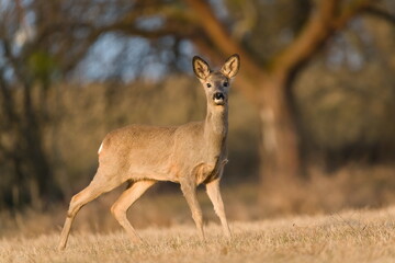 Fototapeta premium Capreolus capreolus european roe deer female on a field. Close-up portrait. Eye to eye contact.