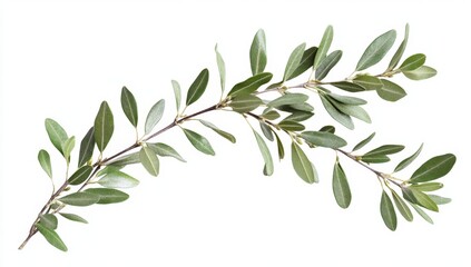 Fresh green leaves on a branch (1)