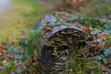 A weathered log, richly adorned with clusters of vibrant mushrooms, blending earthy textures and natural beauty—a perfect snapshot of forest charm.