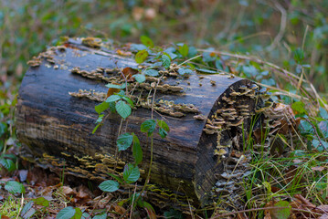 A weathered log, richly adorned with clusters of vibrant mushrooms, blending earthy textures and natural beauty—a perfect snapshot of forest charm.