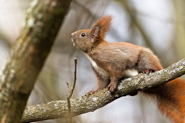 Red fur form of Sciurus vulgaris, cute european red squirrel. Climbing on the tree in the forrest in Czech republic.Close-up portrait.
