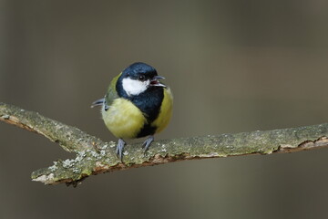 Obraz premium Parus major aka great tit perched on the tree branch with open beak and singing. Common bird in Czech republic. Isolated on blurred background.