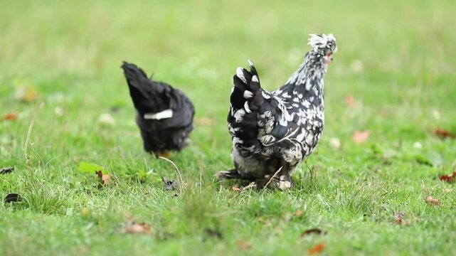 A beautiful black hen of an unusual breed walks on a farm, pecking grains
