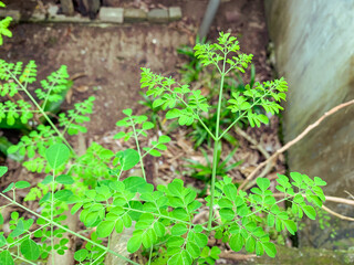 green moringa oleifera or drumstick leaves in a garden.