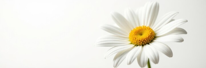Fototapeta premium Close-up view of a daisy, showcasing fine detail, pure white background, isolated, wildflower, summer