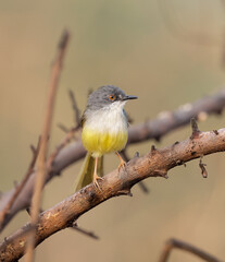 Yellow-bellied Prinia on tree. yellow-bellied prinia is a species of bird in the family Cisticolidae.