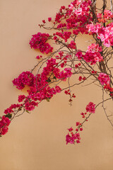Bougainvillea Branch with Pink Flowers Against Wall