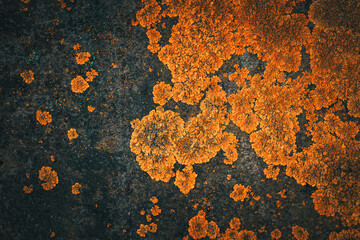 Líquenes amarillo en la roca