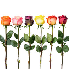 Naklejka premium Colorful row of roses showcasing vibrant hues against a clean background, row of multicolored rose flowersfile of isolated object on White background