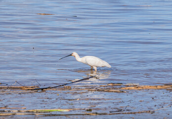 Espátula en el río Guadiana