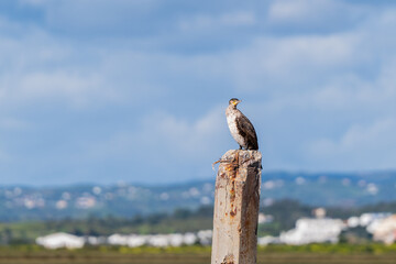 Cormorán posando un dia nublado