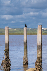 Cormoranes en el río Guadiana