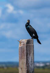 Cormorán posando un dia nublado