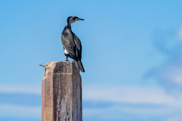 Cormorán posando un dia nublado
