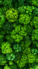 Lush green foliage overhead view
