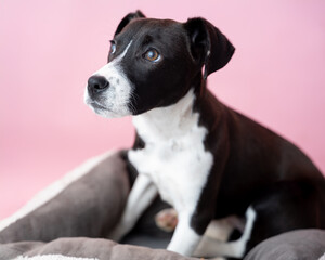 Adorable brown and White puppy sitting in dog bed, pink background, isolated