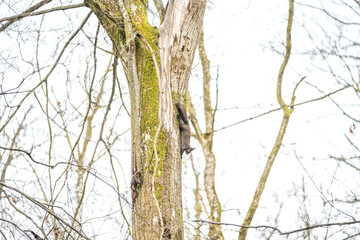 Eichhörnchen am Baum