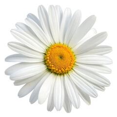 daisy isolated on white background