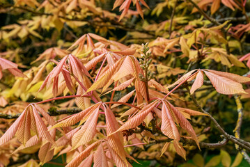 Maple leaves as they open in the spring