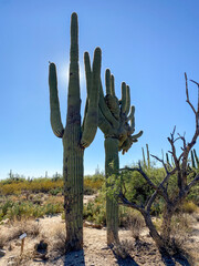 Unique Saguaro Cacti in the Arizona Desert