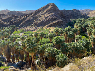 Lush Palm Oasis Amidst Rugged Desert Mountains