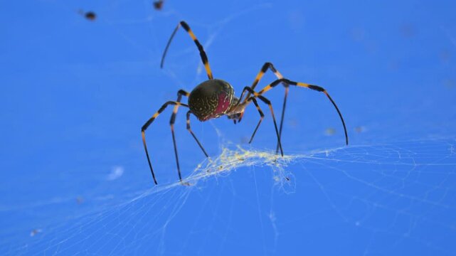 Colorful arachnid weaving intricate silk web against vibrant blue background, showcasing delicate thread spinning process with precise leg movements