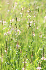 Wild Meadow Blossoms: A Sunlit Summer Dream