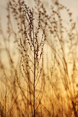 Obraz premium Golden Hour Silhouettes: Wild Grasses at Sunset