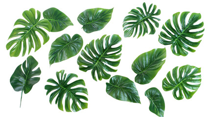 Green monstera leaves isolated on white background