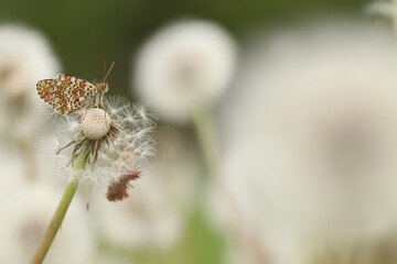 una farfalla melitaea al tramonto