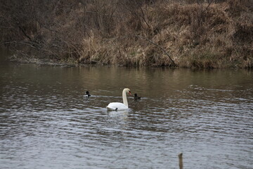 Autumn forest landscape including lake and swan