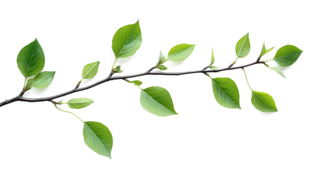 A leafy branch with droplets of water on it. The branch is green and has a natural, calming feel to it