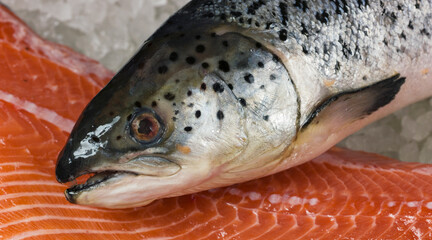 Fresh red fish on ice