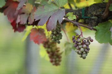 grappoli d'uva in un vigneto