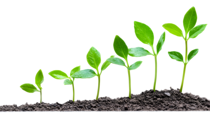 A row of small green plants growing in the dirt. The plants are at different stages of growth, with some being taller than others. Concept of growth and development, as the plants continue to mature