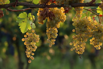 grappoli d'uva in un vigneto