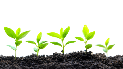 A row of young plants is growing in the dirt. The plants are small and green, and they are all growing at different rates. Concept of growth and new beginnings