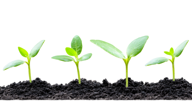 Four small plants are growing in the dirt. The plants are at different stages of growth, with some being taller than others. Concept of growth and development, as the plants are beginning to sprout