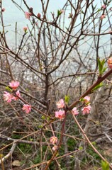 red and white flowers