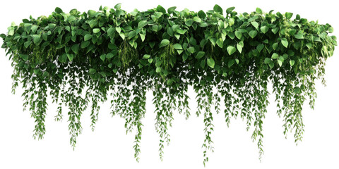 Lush cascading greenery and hanging vines (Philodendron, Pothos, Fern, Ivy, Creeping Fig, String of Pearls). PNG, isolated on transparent background with clipping path cutout.