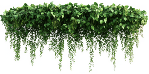 Lush cascading greenery and hanging vines (Philodendron, Pothos, Fern, Ivy, Creeping Fig, String of Pearls). PNG, isolated on transparent background with clipping path cutout.
