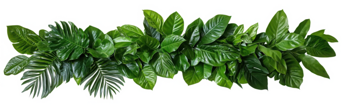 Plant leaves Green nature Tropical forest isolated on transparent background - png 
 - Powered by Adobe