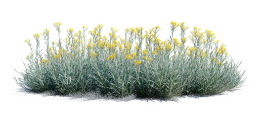 3d render of Helichrysum arenarium also known as dwarf everlast,  
