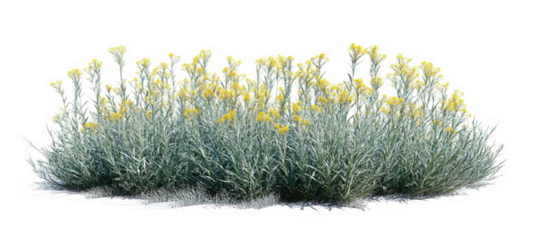 3d render of Helichrysum arenarium also known as dwarf everlast,  
