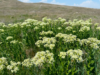 White flowers of Lepidium draba growing in a field in spring. Close-up. Whitetop, hoary cress, or Thanet cress, is a rhizomatous perennial flowering plant in the family Brassicaceae.
