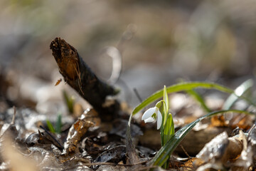 Snowdrop blooming near broken branch in early spring sunlight