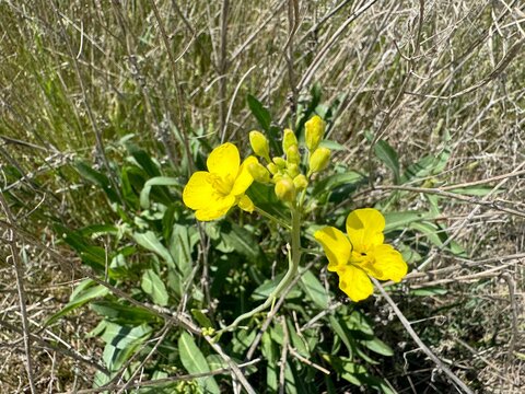 Diplotaxis tenuifolia yellow flowers in the field. Detailed close-up. Diplotaxis tenuifolia is a species of flowering plant in the mustard family. Perennial wall-rocket, wild rocket.