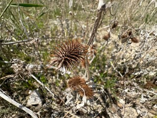 Xanthium strumarium or coarse dry thorn. Close-up. Rough Cocklebur heads (Xanthium strumarium). Xanthium strumarium (rough cocklebur, clotbur, common cocklebur, large cocklebur, woolgarie bur).
